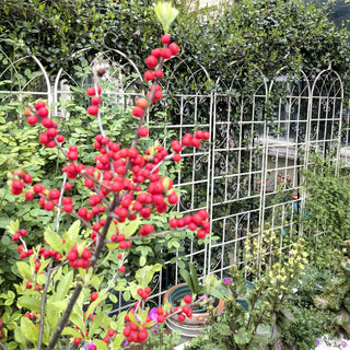 Sunvega Easy to Assemble 86.7 x 19.7 Inch Metal Garden Trellis for Climbing Plants